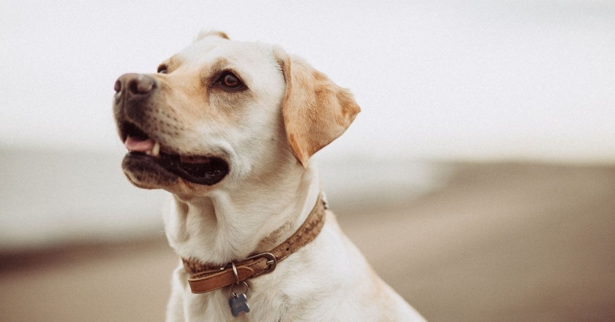 Here is how your dog can win the Canine Good Citizenship award