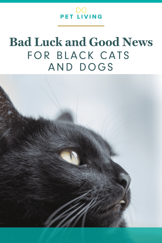 Black cats and dogs may have more difficulty getting adopted.