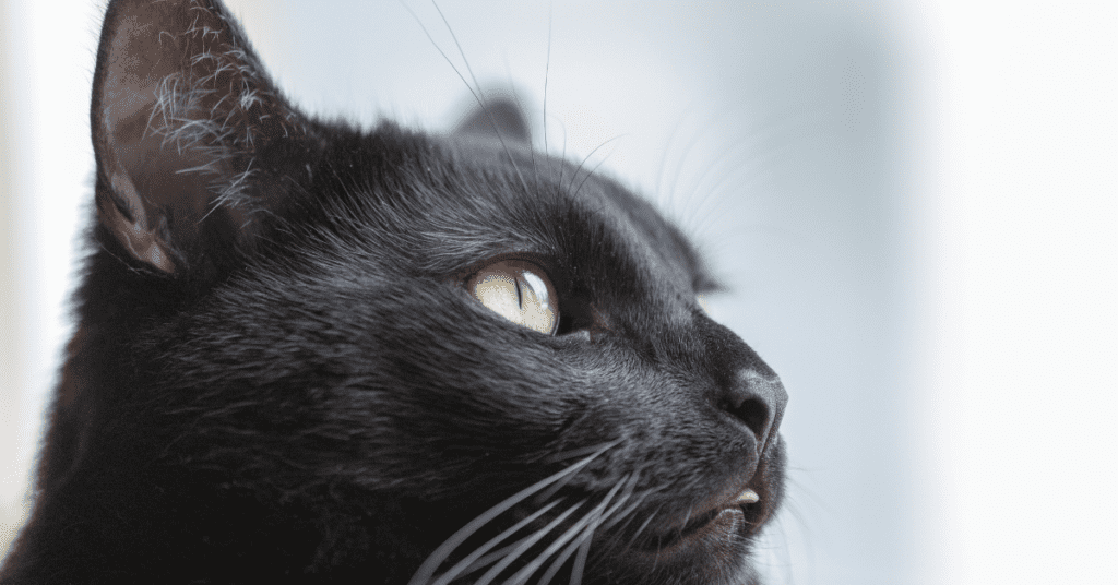 Black Cats And Dogs May Have More Difficulty Getting Adopted.