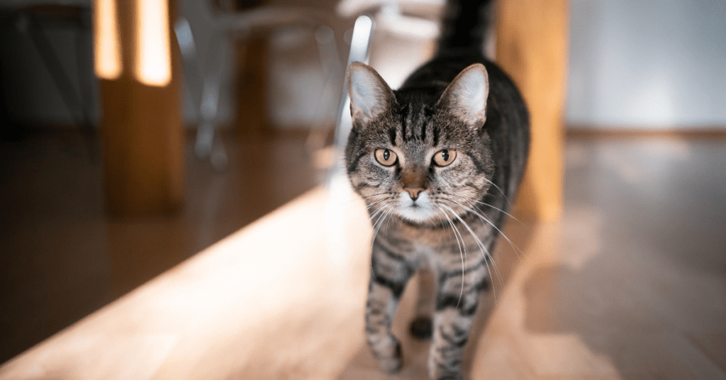 Keep Your Indoor Cat Entertained With These Enrichment Activities!