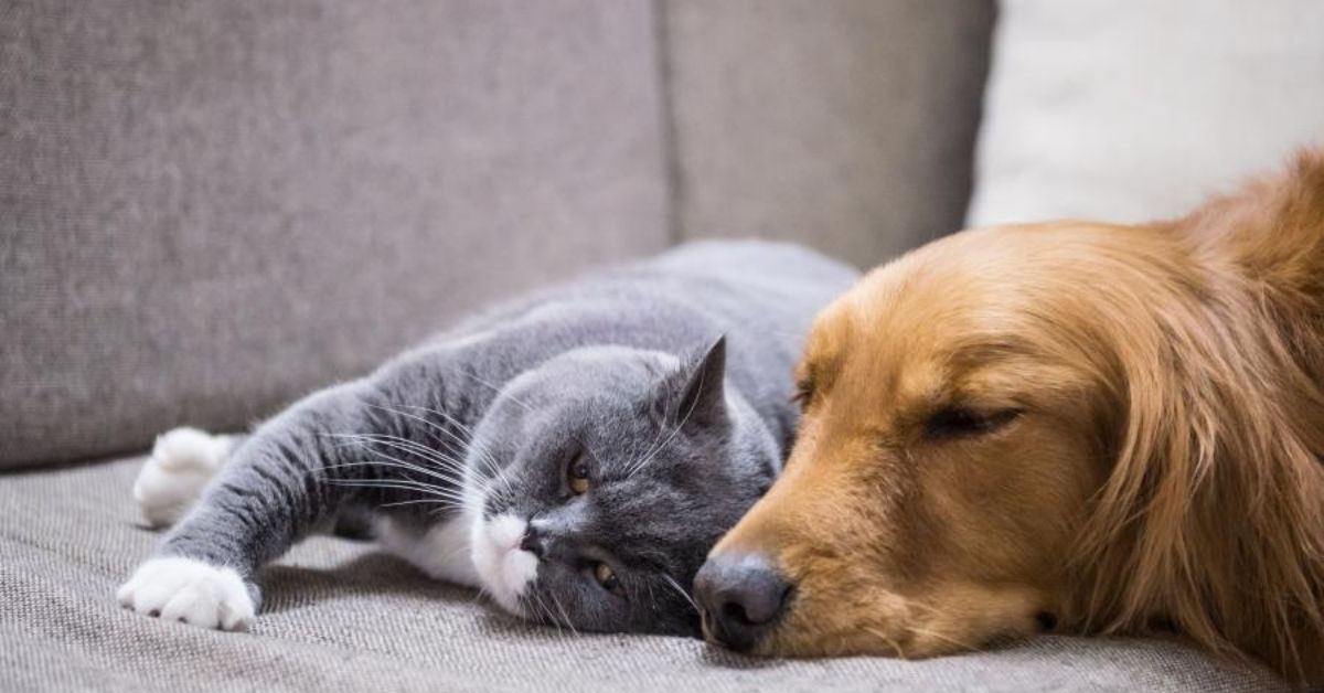 Do your pets make you feel good? Here is the reason why!
