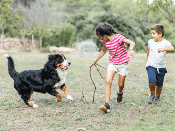 bernese mountain dog for kids