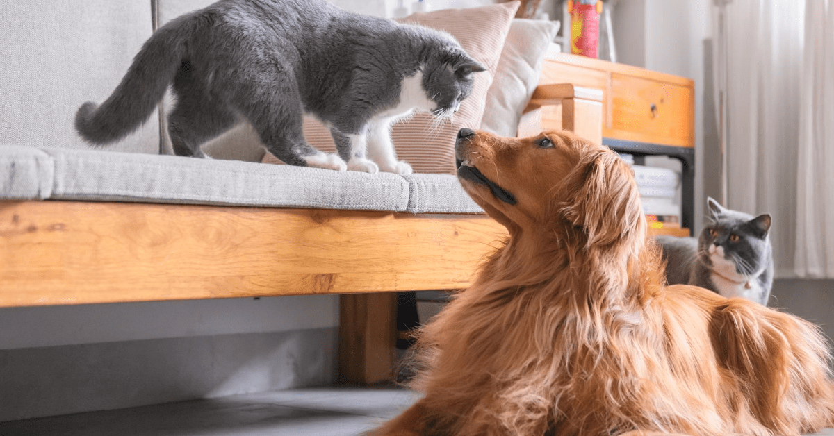 Pet anxiety is a heartbreaking issue. Here is how you and your pet can overcome it together.