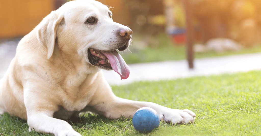 Help Your Dog Enjoy His Golden Years With These Brain Boosting Tricks!