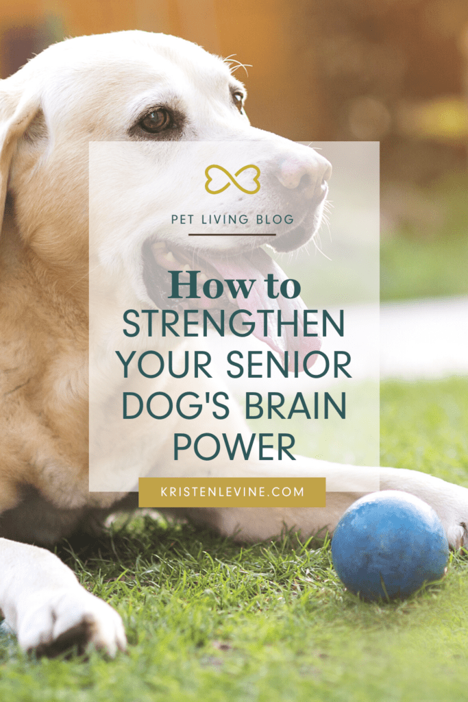 Help your dog enjoy his golden years with these brain boosting tricks!