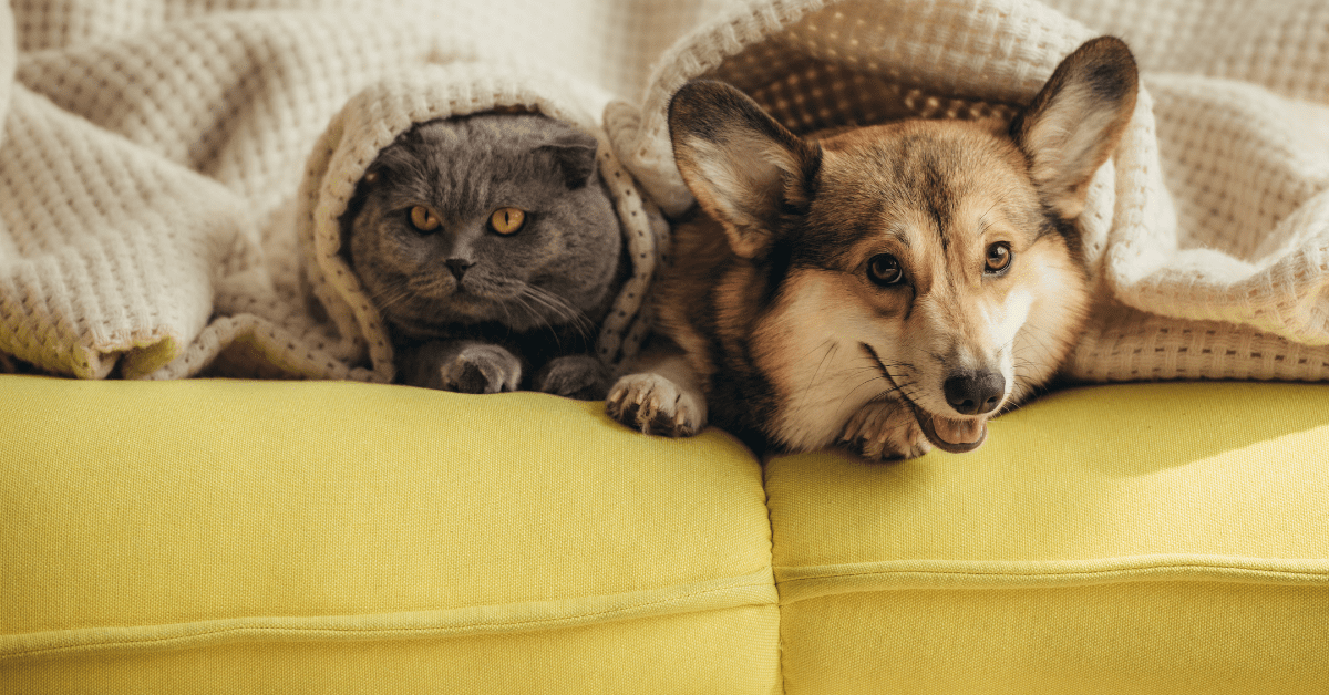 Tell your pet you love him on National Love Your Pet Day