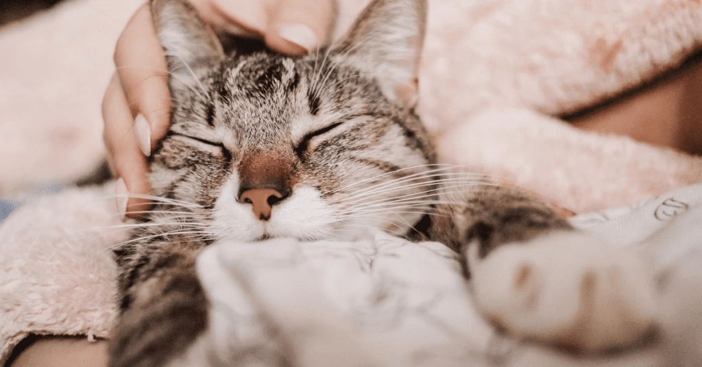 Cat Parents Can Do These 5 Important Things To Keep Their Kitties Healthy!