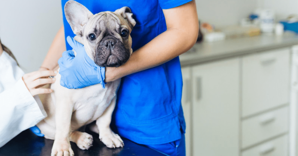 Vet Visits Don't Have To Cause Your Dog Anxiety! Here's How To Help.