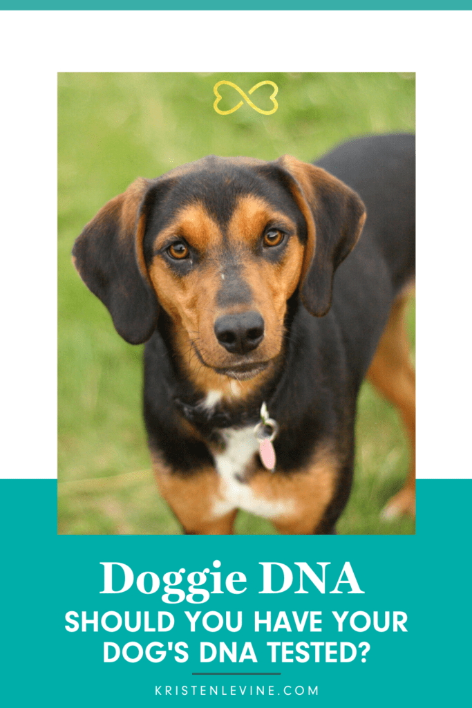 Is your rescue pup a mixed breed? You can check his DNA with this easy tool.