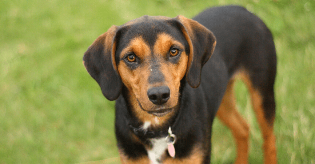 Is Your Rescue Pup A Mixed Breed? You Can Check His DNA With This Easy Tool.