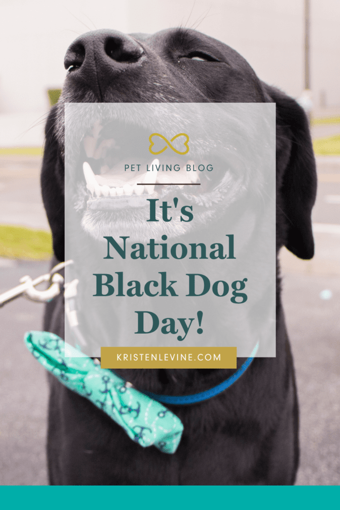 Celebrate National Black Dog Day the right way!