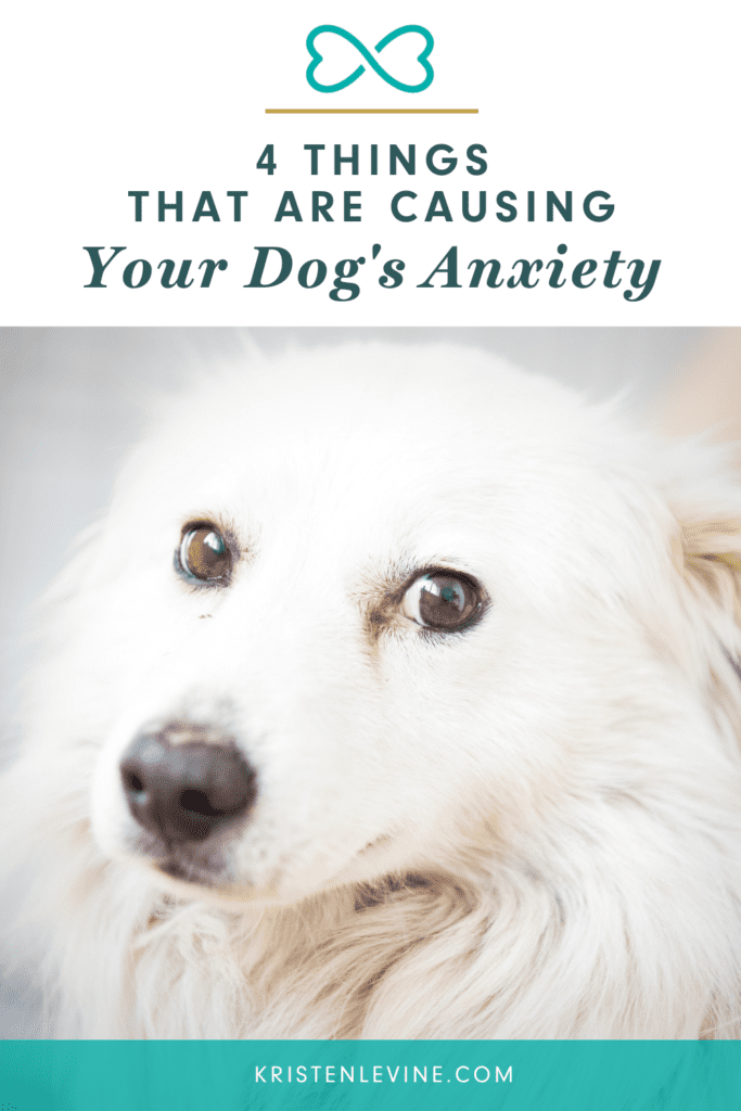 4 Common Causes of Dog Anxiety