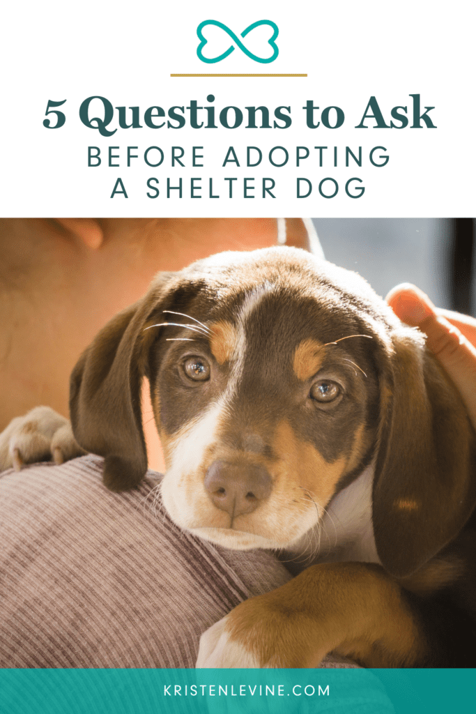 Before adopting a shelter dog, ask these 5 questions.