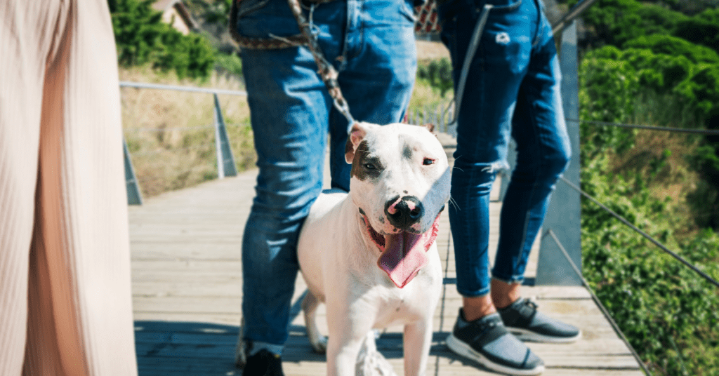 Your Dog Can Help Your Social Life!