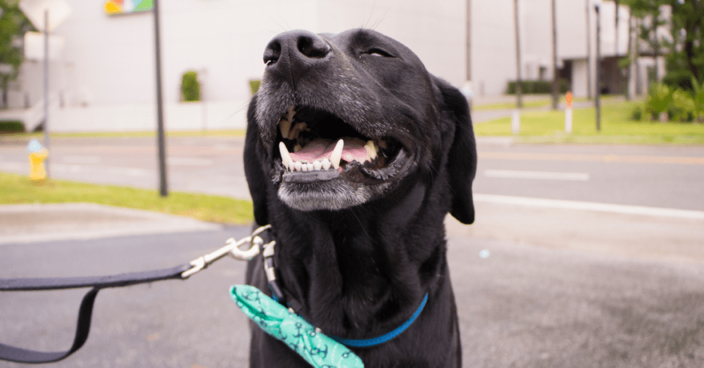 Celebrate National Black Dog Day The Right Way!