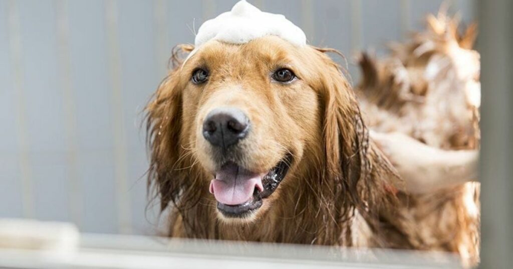 Read This Before You Buy A Bissell BarkBath