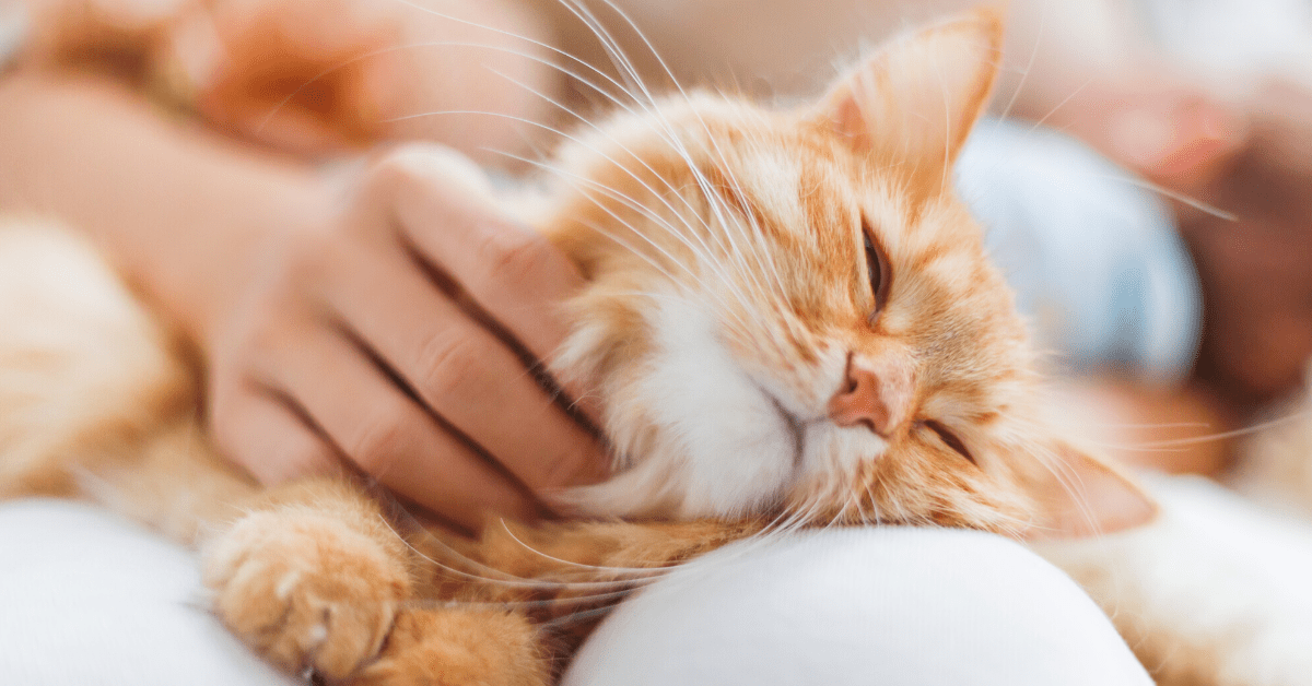 Cats may seem aloof, but they need love and affection more than they let on! Here are 5 ways to say I love you to your cat.