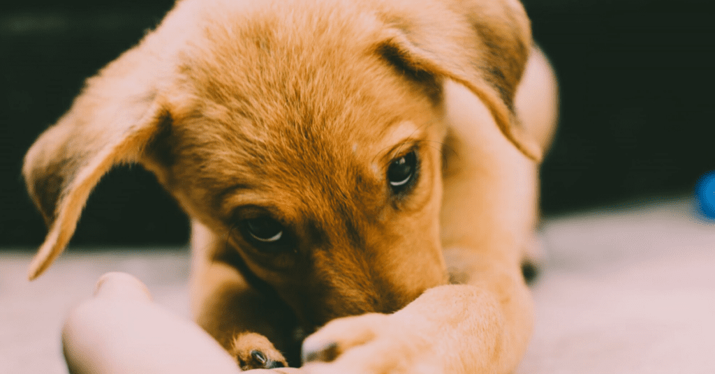 How You Can Help Your New Puppy Adjust To His New Home