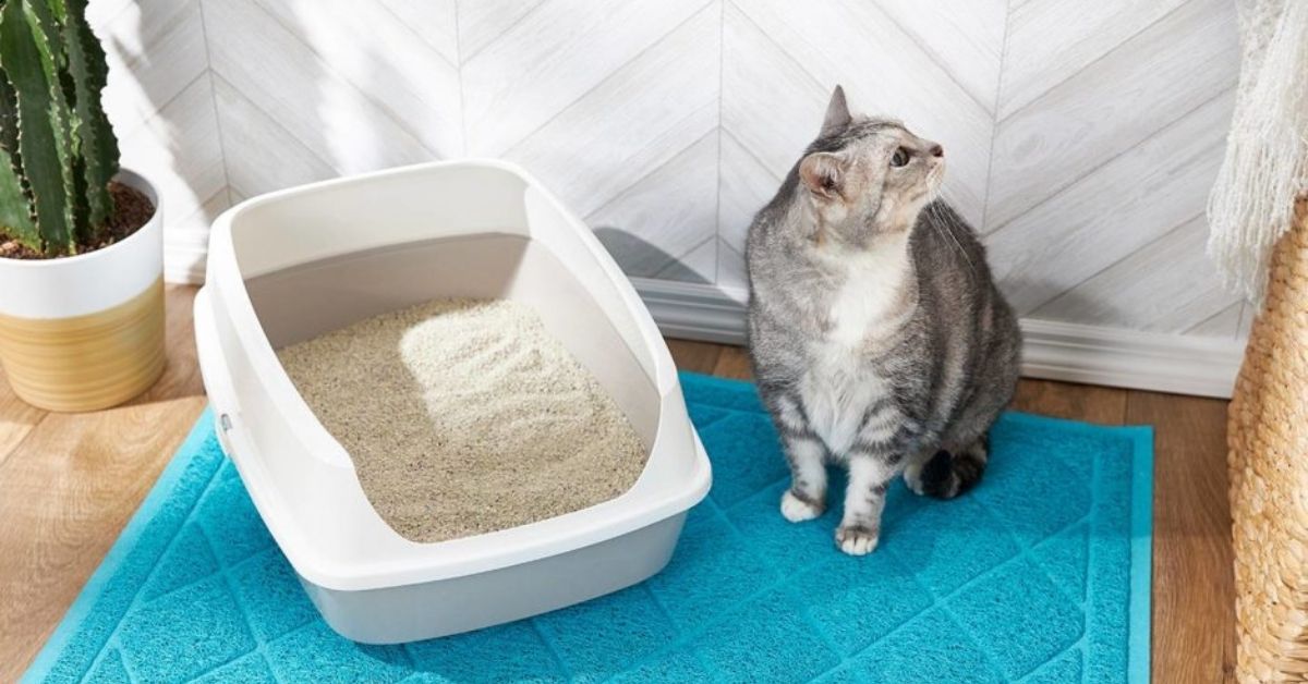 Cat litter can be messy! Here is how to help.