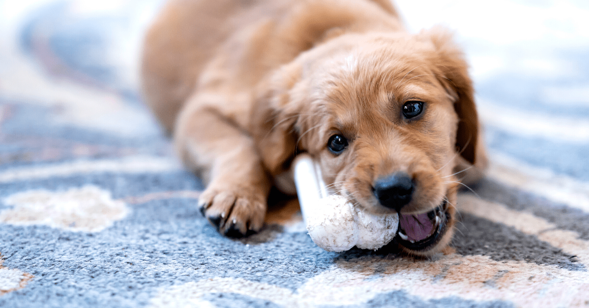 Puppy chewing on everything? Here are some simple ways to get him to stop.
