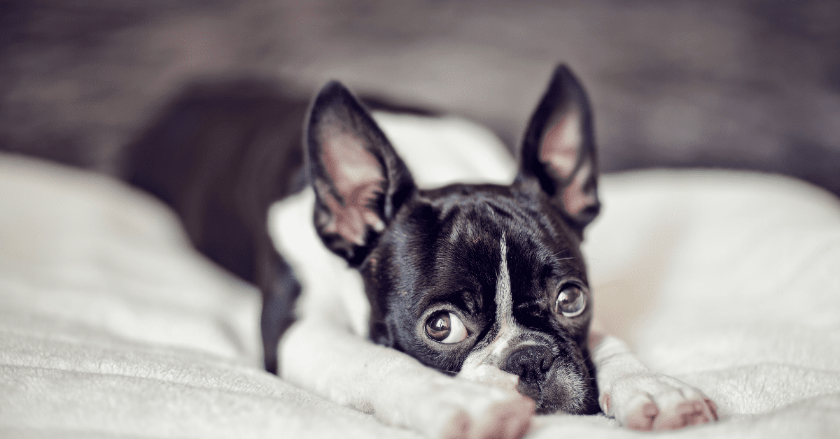 Train your new puppy with these easy commands!