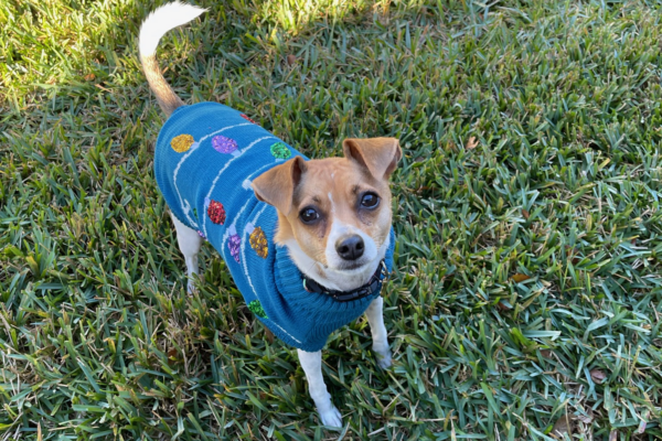 dog coming when called