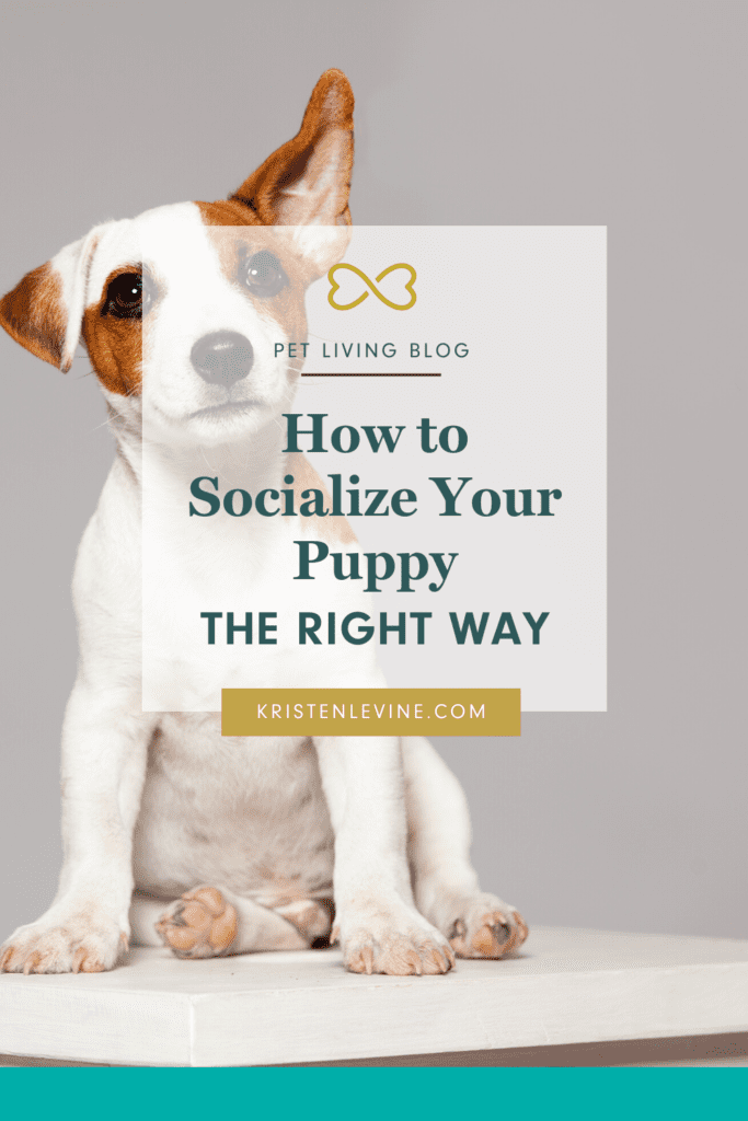 New puppy? Learn how to make them more social the right way!