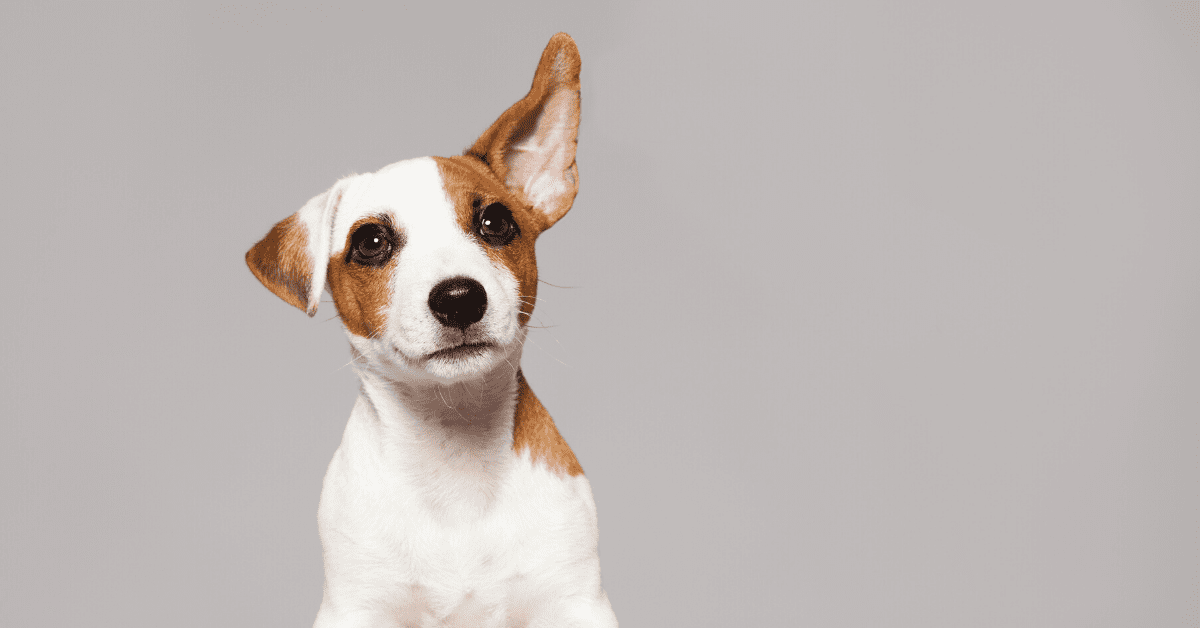 New puppy? Learn how to make them more social the right way!