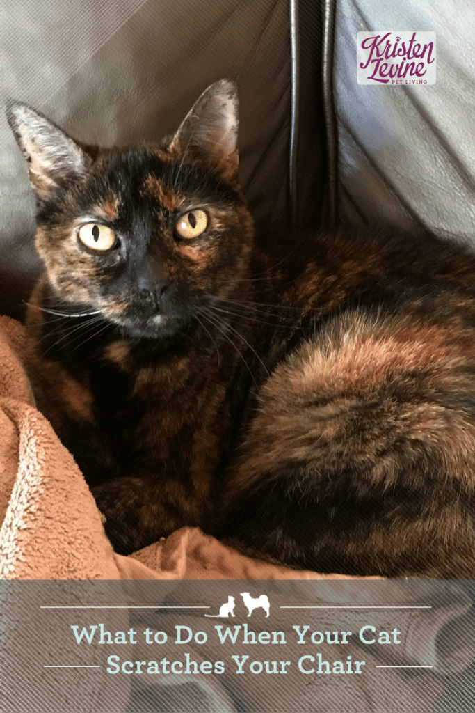 What to Do When Your Cat Scratches Furniture