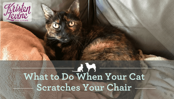 What To Do When Your Cat Scratches Your Furniture