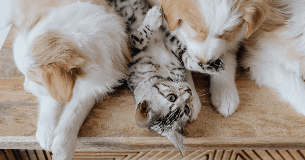 Check these great gift ideas for pet lovers!