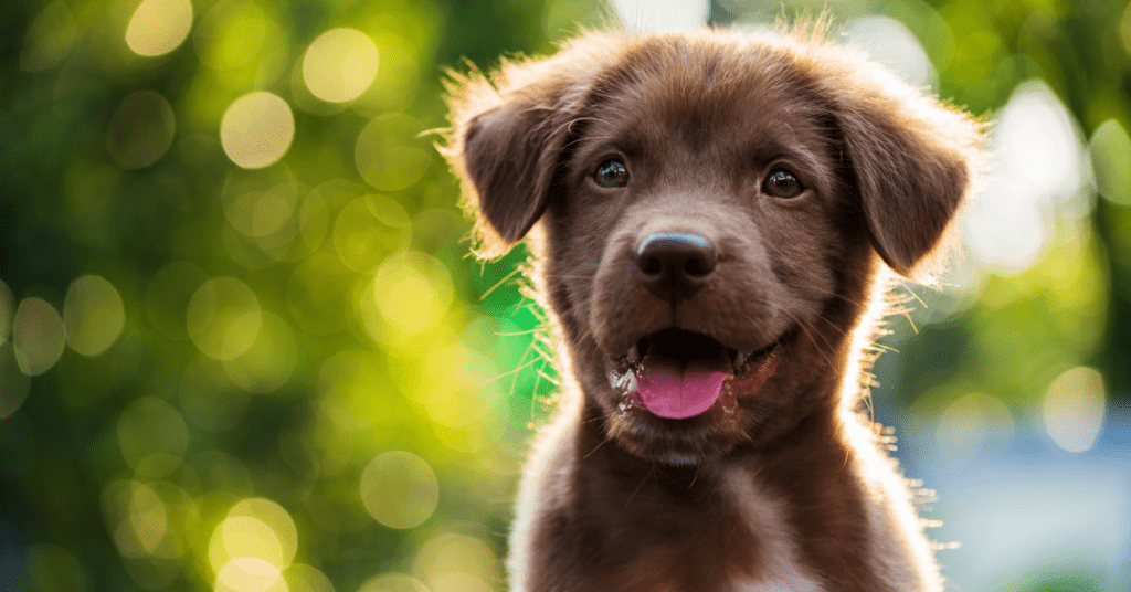 Check Out The Best Gifts For Puppies This Spring 2021