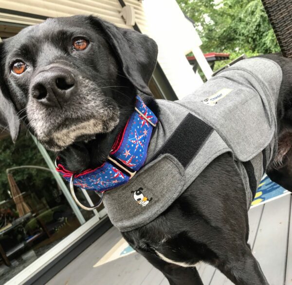 Chilly's ThundrShirt helps him manage his storm and noise anxiety