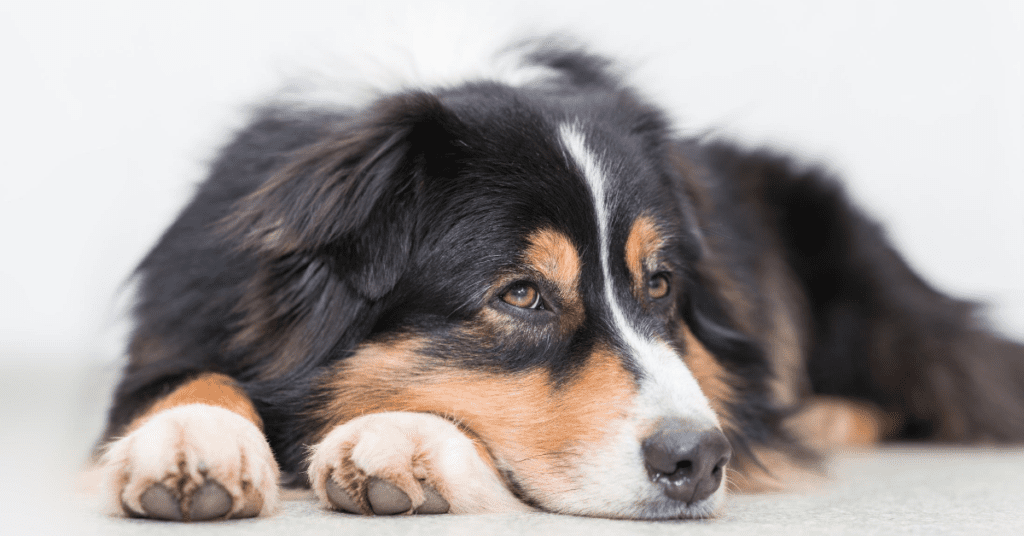 Does Your Dog Whimper At Loud Noises? He May Have Noise Aversion. Here's How You Can Help!