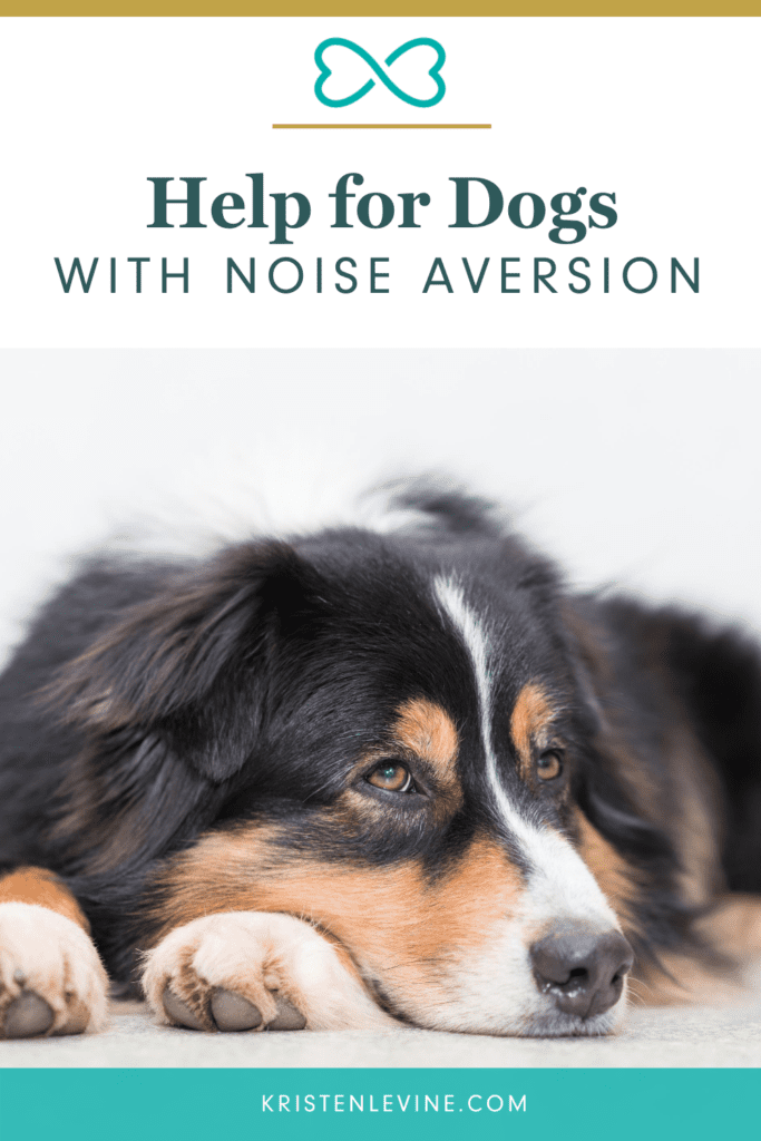 Does your dog whimper at loud noises? He may have noise aversion. Here's how you can help!