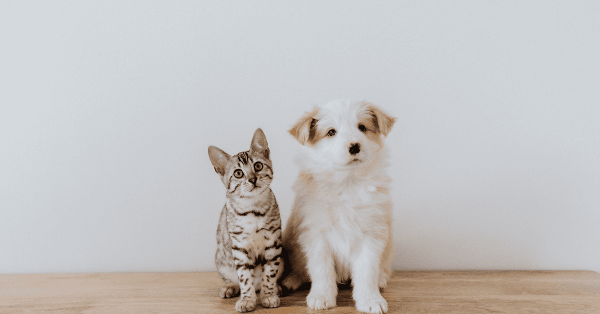 Pet anxiety treatment doesn't need to be expensive! Make it more affordable with these tips.