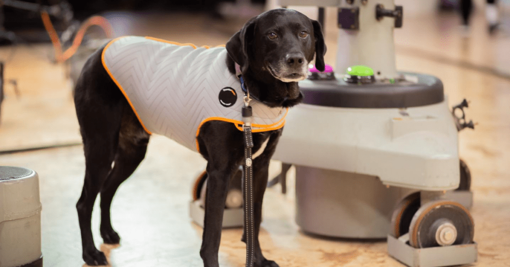 Is Your Dog Anxious At Loud Noises? This Drug-free Solution Can Help!