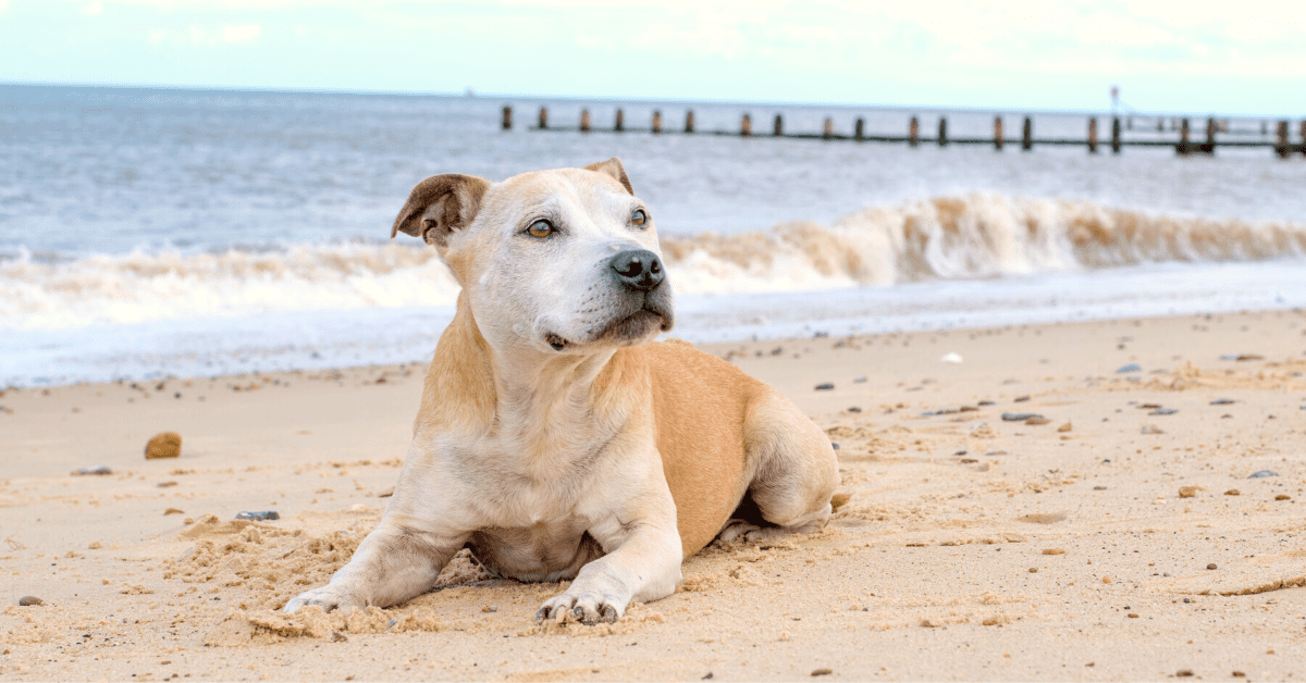 care for your dog's skin after swimming
