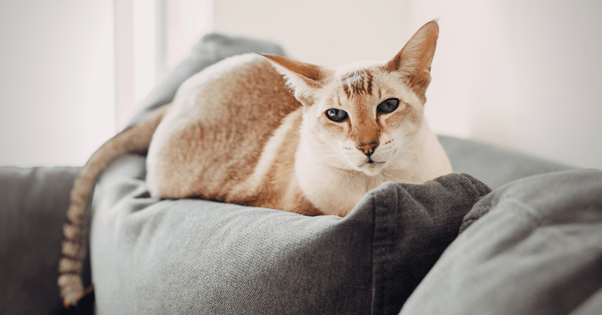 How To Help A New Cat Adjust to a New Home