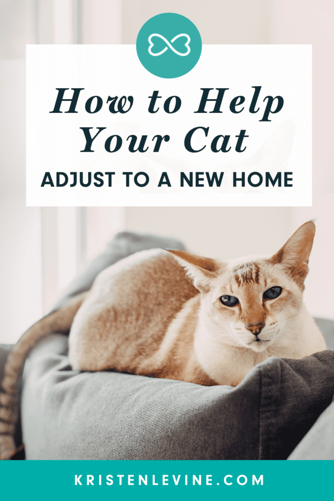 How to Help Your Cat Adjust to a New Home