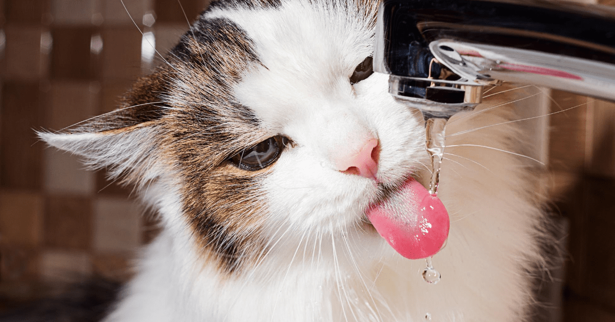 Cat's love to hunt. Here's how to satisfy their obsessions.