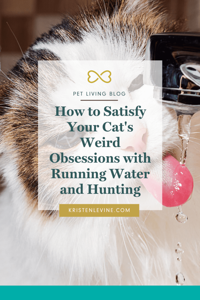 Cat's love to hunt. Here's how to satisfy their obsessions.