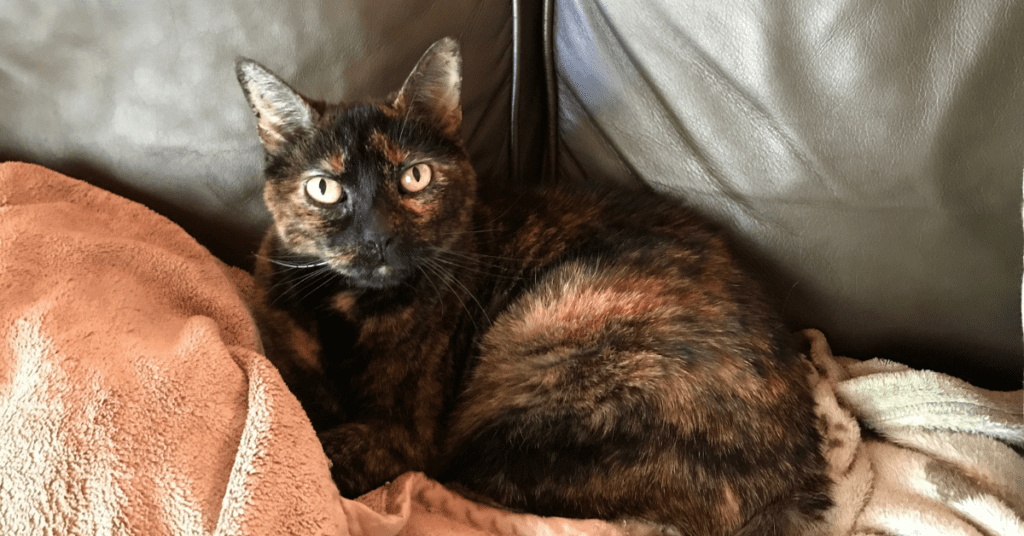 Losing A Pet Is Never Easy. Here Is To My Sweet Cat, Turtle!