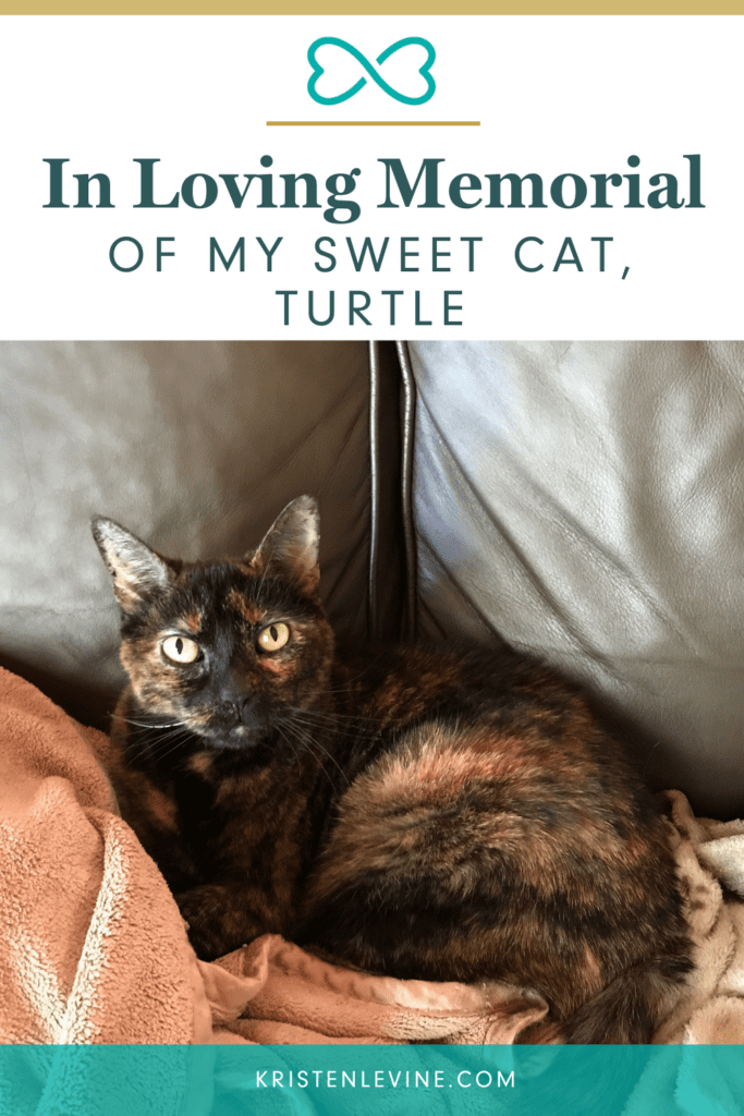 Losing a pet is never easy. Here is to my sweet cat, Turtle!