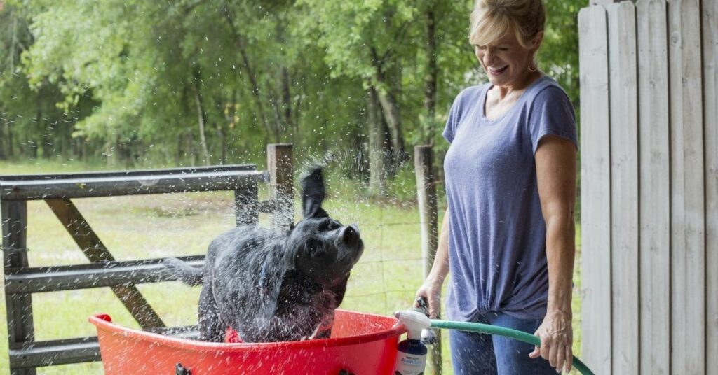 Do You Need A Grooming Tool For Your Pets At Home? Try This!