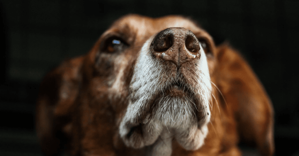 Does Your Dog Get Anxious At The First Sound Of Thunder? Here's How To Help.