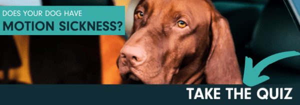 Talk to your vet about CERENIA for motion sickness in dogs.