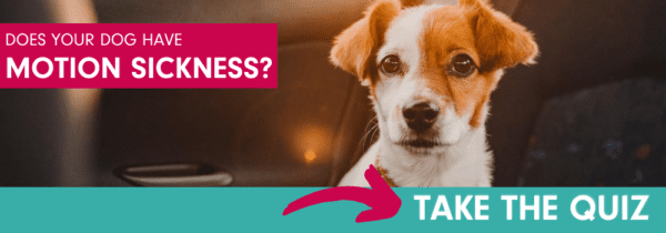 Talk to your vet about CERENIA for motion sickness in dogs.