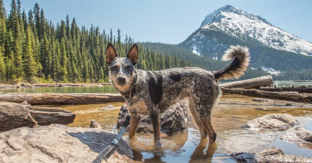Lyme Disease Is Something All Pet Parents Need To Be Aware Of.