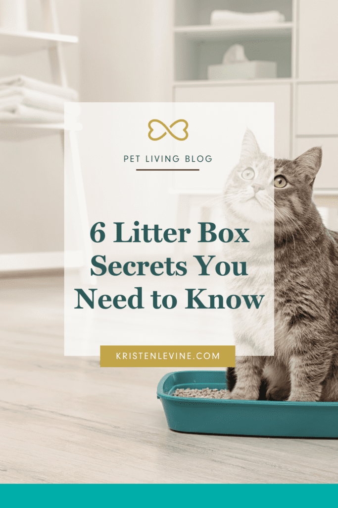 Tired of a messy litter box? Here are six things you need to know.